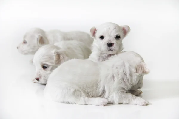 Cute little maltese puppies — Stockfoto