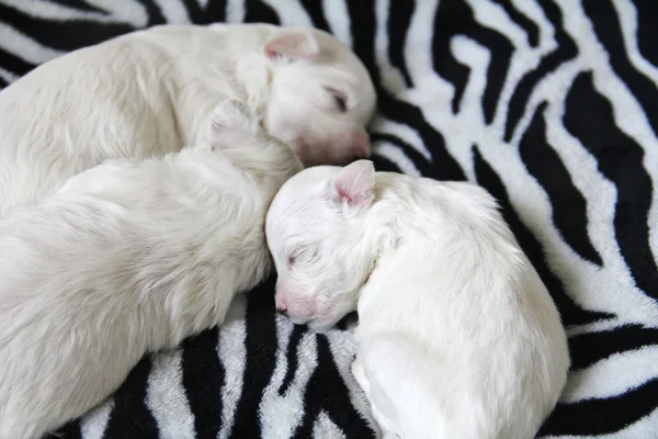 Filhotes de cachorro malteses dormindo — Fotografia de Stock
