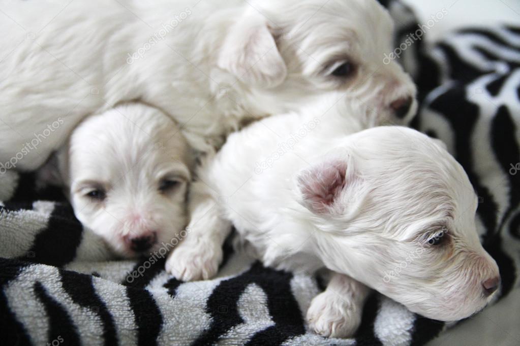 Maltese puppies on zebra print