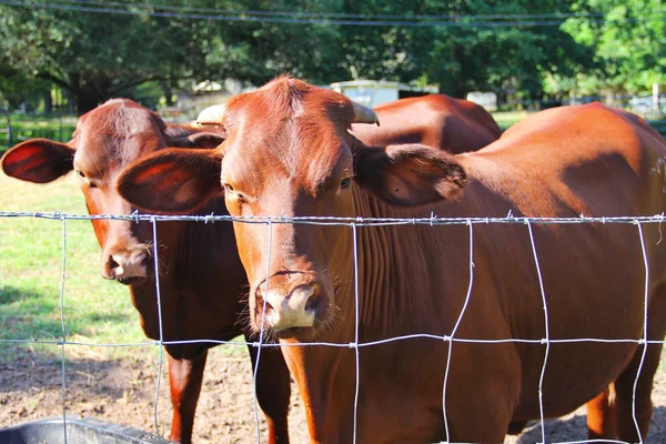 Býci a krávy na pastvině — Stock fotografie