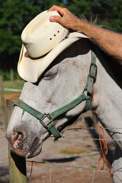 Cavalo em chapéu retrato — Fotografia de Stock