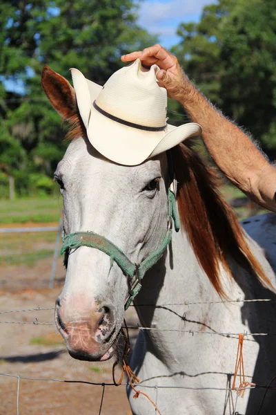 Rood haar paard Stockfoto