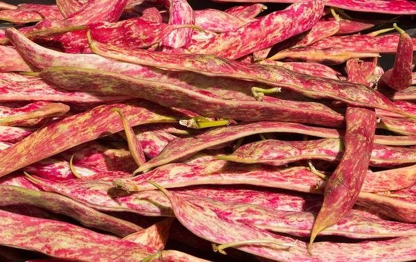 Borlotti bonen — Stockfoto