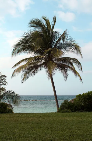 Palme am Strand — Stockfoto