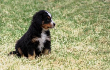 Yavru Bernese dağ köpeği