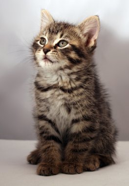 sevimli kedi yavrusu 1