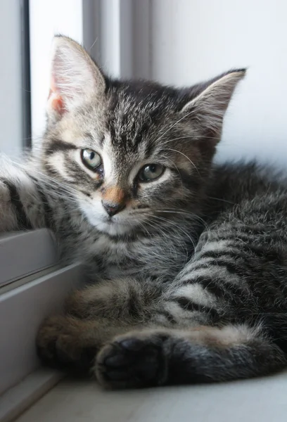 Schattig kitten — Stockfoto