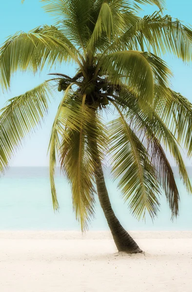 Palmier sur une plage — Photo