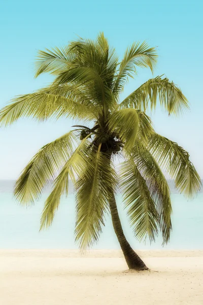 Palm Tree on a Beach — Stock Photo, Image