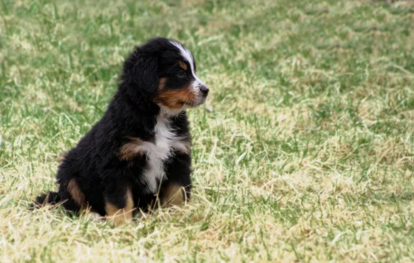 Filhote de cachorro bernese cão de montanha — Fotografia de Stock