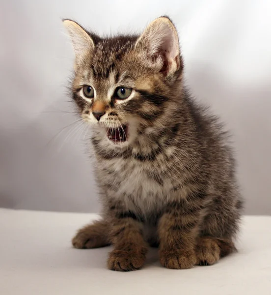 Schattig kitten 3 — Stockfoto