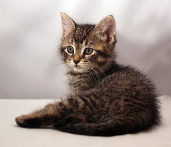 Adorable gatito 4 —  Fotos de Stock