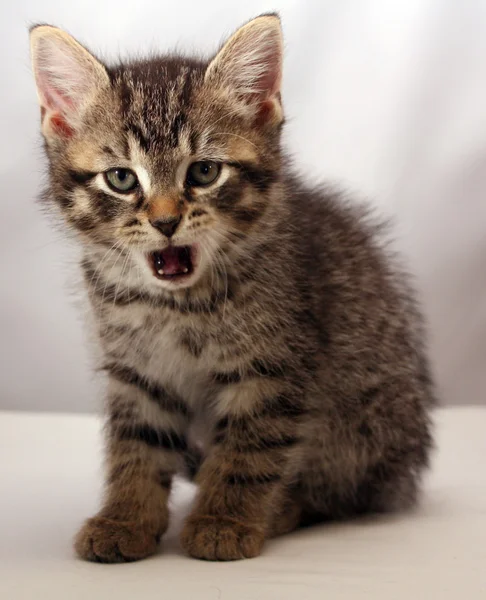 Adorable kitten 7 — Stock Photo, Image