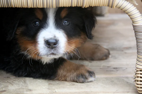 Filhote de cachorro bernese cão de montanha Imagens De Bancos De Imagens