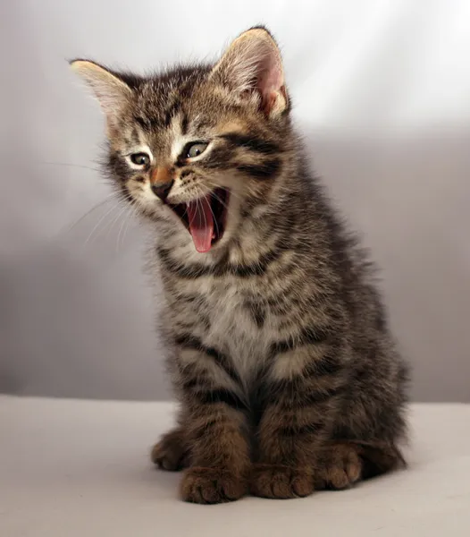 Cat scream Stock Photos & Royalty-Free Images | Depositphotos