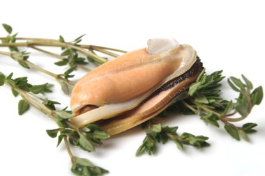 herb ile bir istiridye