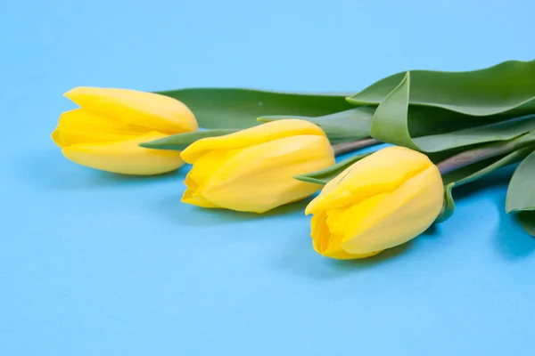 Fresh tulips — Stock Photo, Image