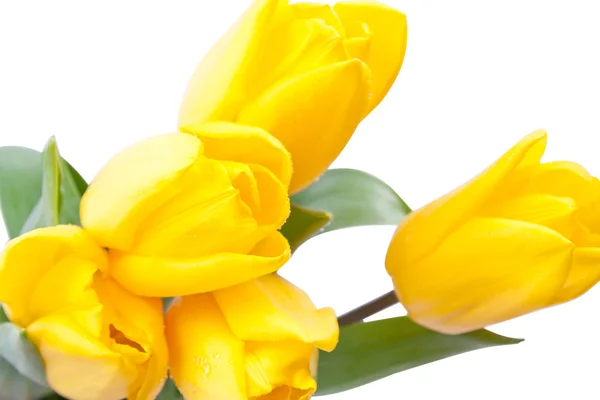 Yellow, fresh tulips — Stock Photo, Image