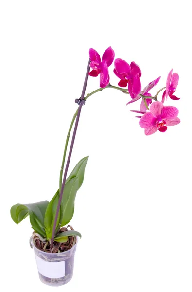 Orchidea su bianco — Foto Stock