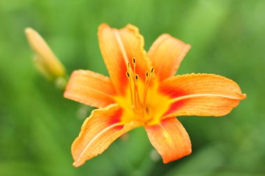 Lily yeşil bir arka plan üzerinde