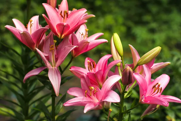 Lily på en grön bakgrund — Stockfoto