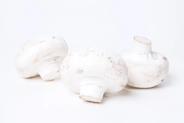 Mushrooms — Stock Photo, Image