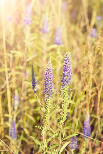 すみれ色の花 — ストック写真