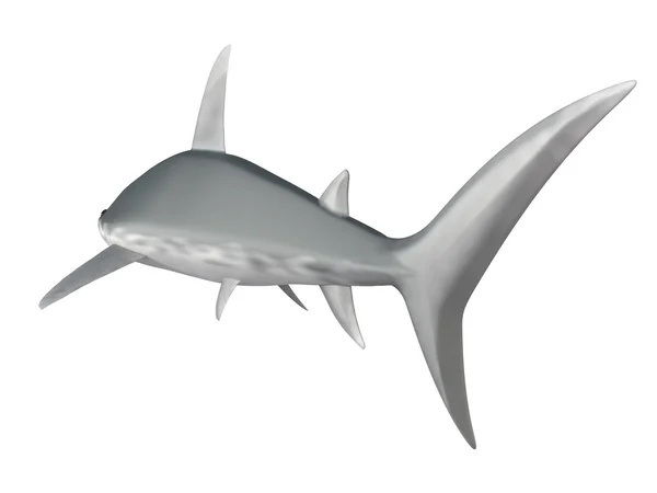 Shark on a white background — Stock Photo, Image