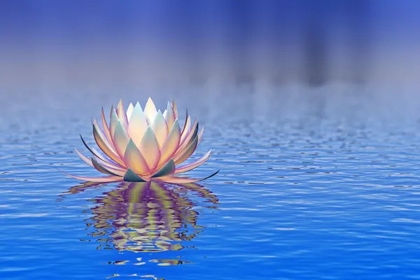 Lotus çiçeği.