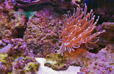 suyun altında şaşırtıcı dünya