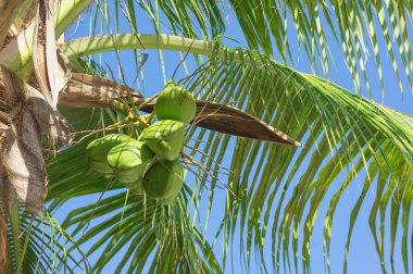 Kumsalda hindistan cevizi palmiyesi