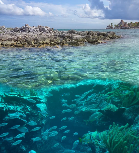 Sea world on the island background — Stock Photo, Image