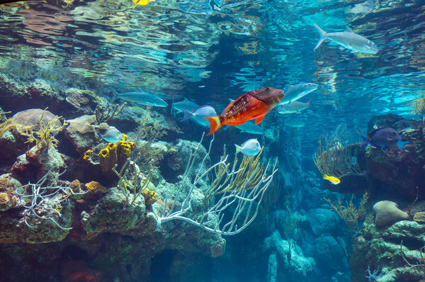 Underwater panorama in a shallow coral reef with colorful tropical fish and water surface in background