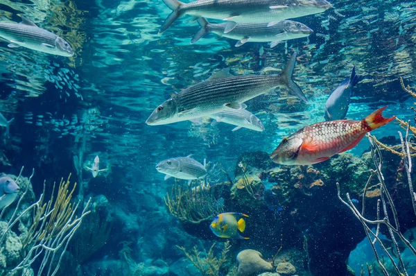 Panorama subaquático em um recife de coral raso com peixes tropicais coloridos e superfície de água no fundo — Fotografia de Stock