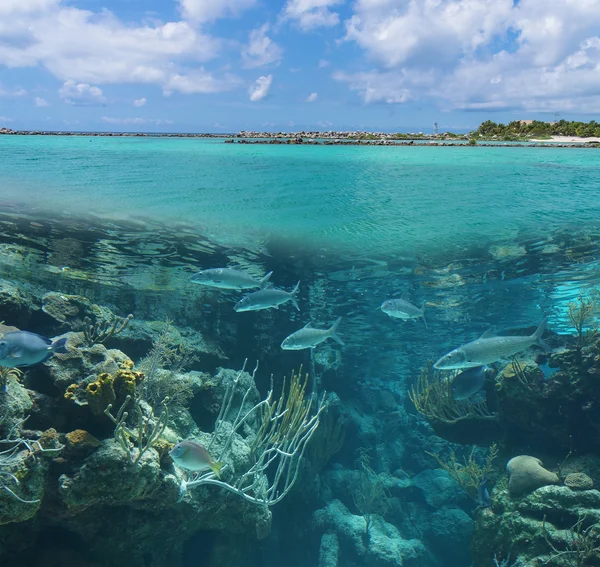 Mooie wereld onder het water — Stockfoto