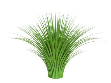 Beyaz arkaplandaki çimenler