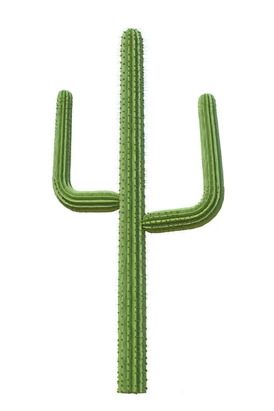 Kaktusz fehér alapon — Stock Fotó