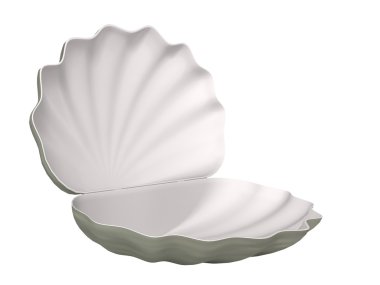 beyaz arka planda deniz kabuğu