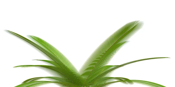 Palmtak op een witte achtergrond — Stockfoto