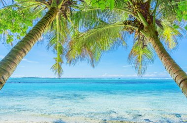 Maldivler palm, kum ve deniz