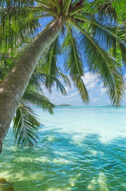 Maldivler palm, kum ve deniz