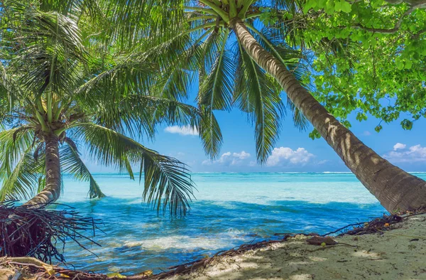 Maldivas con palma, arena y océano — Foto de Stock