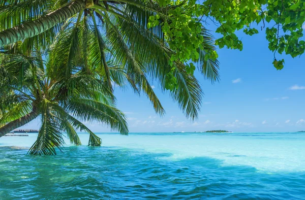 Maldives with palm, sand and ocean — Stock Photo, Image