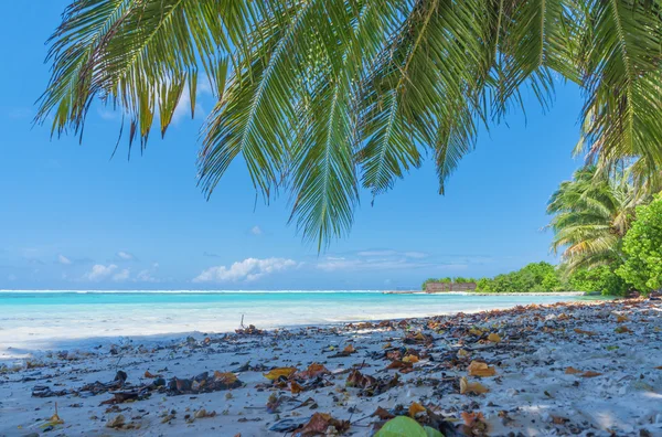 Maledivy s palm, písek a moře — Stock fotografie