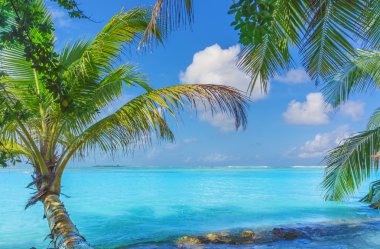 Maldivler palm, kum ve deniz