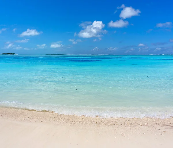 Maldivler palm, kum ve deniz