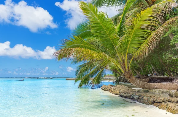 Maldives with palm, sand and ocean — Stock Photo, Image