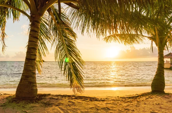 Maldives avec palmier, sable et océan Images De Stock Libres De Droits