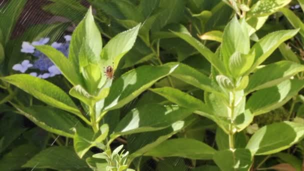 Herfst spin op een hortensia-plant — Stockvideo