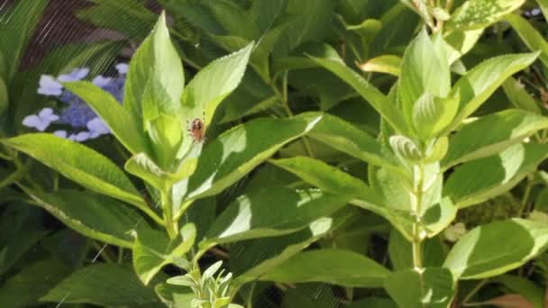 Aranha de outono em uma planta de hortênsia — Vídeo de Stock